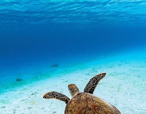 Green Goodness: How to Make Healthy Green Juices That Actually Taste Good!