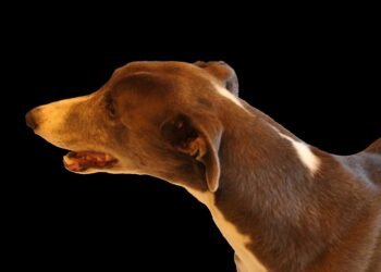 Speedy Suppers: 10 Quick Meals You Can Whip Up in 30 Minutes or Less!