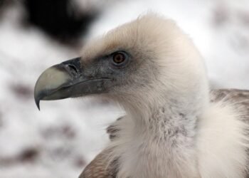 Sip and Smile: Easy Smoothie Recipes for Busy Mornings