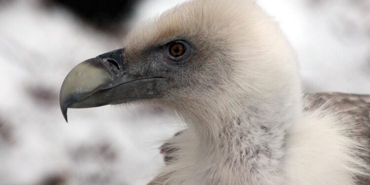 Sip and Smile: Easy Smoothie Recipes for Busy Mornings