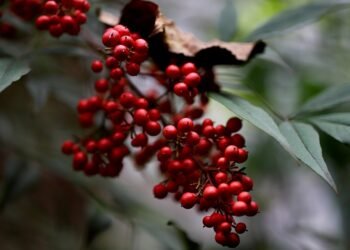 Heavenly Treats: Unforgettable Dessert Recipes You Need to Try!