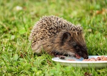 Eating Well: Creative Low-Carb Recipes for a Healthy Lifestyle