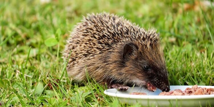 Eating Well: Creative Low-Carb Recipes for a Healthy Lifestyle