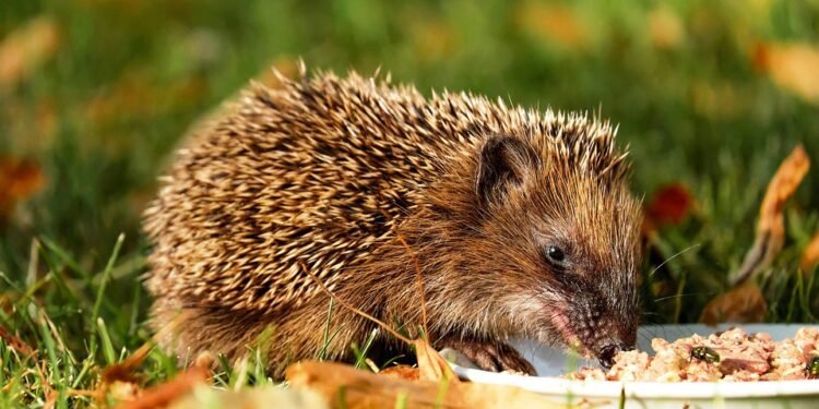 Eating for Energy: Foods That Revitalize Your Day