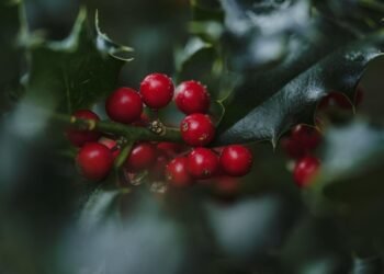 Berry Good for You: Health Benefits of Fruit Smoothies