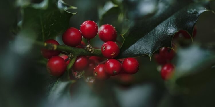 Berry Good for You: Health Benefits of Fruit Smoothies