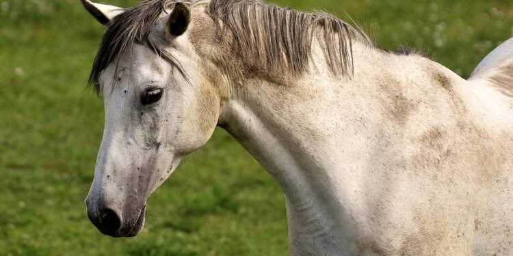 Satisfy Your Cravings: Irresistible Air Fryer Wing Sauces and Tips