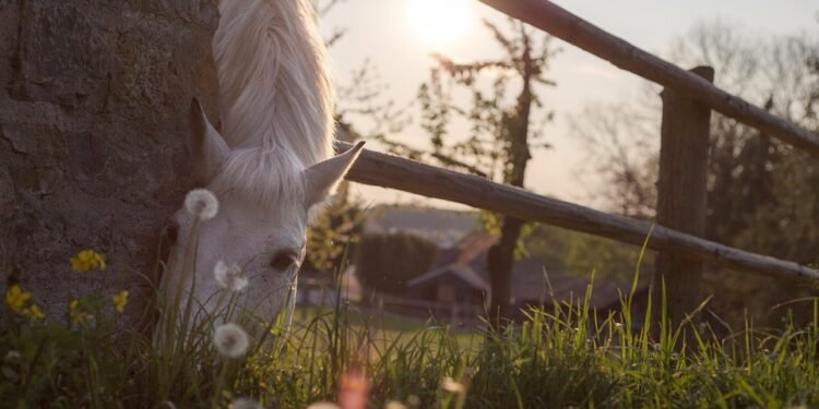 “Eat Well, Live Better: Nutritious Recipes for Every Meal”