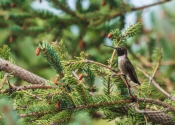 Blend It Up: 10 Delicious Protein Smoothie Recipes to Fuel Your Day