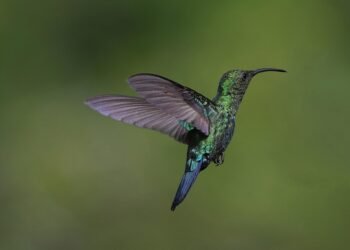 Fast and Flavorful: Your Guide to 30-Minute Lunches