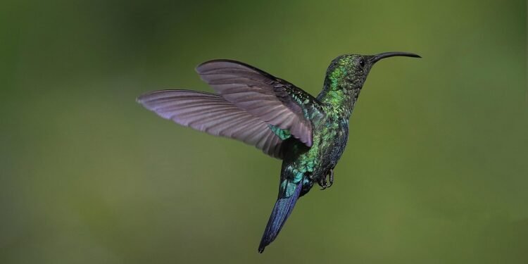 Fast and Flavorful: Your Guide to 30-Minute Lunches