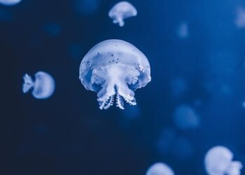 Under the Sea: Quick and Easy Air Fryer Fish Dishes for Any Night