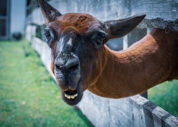 Satisfy Your Cravings: Irresistible Air Fryer Potato Recipes That Are Easy to Make!