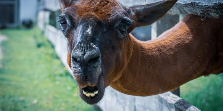 Satisfy Your Cravings: Irresistible Air Fryer Potato Recipes That Are Easy to Make!