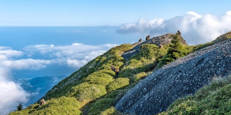 Elevate Your Sides: Transform Ordinary Potatoes with These Air Fryer Techniques!