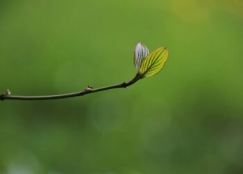 Green Goodness: The Ultimate Guide to Smoothies That Melt Fat