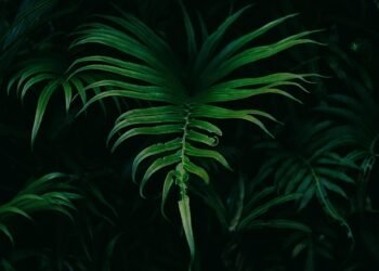 From Green to Clean: The Best Healthy Smoothie Recipes You NEED to Try