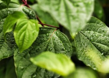 Hydration Hacks: Delicious Ways to Stay Hydrated