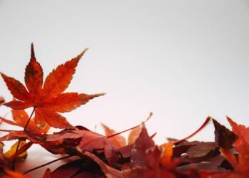 Seasonal Delights: Cakes to Match Every Holiday