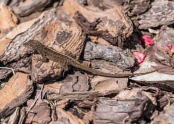 Batch Cooking 101: How to Make Healthy Eating Effortless