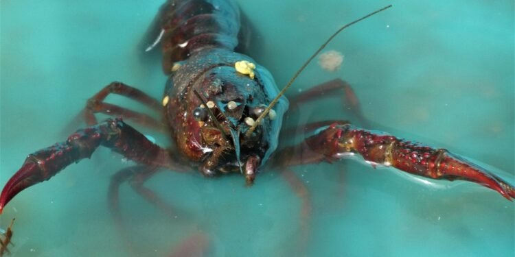 Seafood Made Simplified: Air Fryer Fish Recipes You Can Master