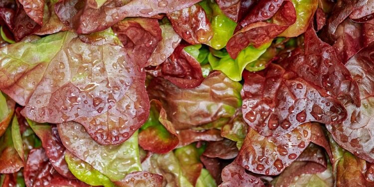 Salad Sensations: Creative Ways to Make Your Greens Exciting