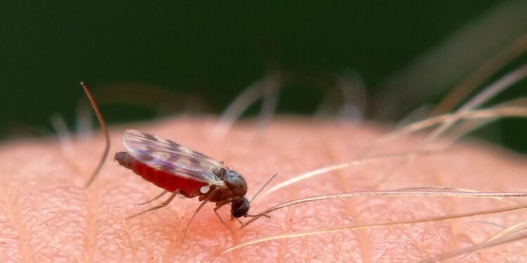 Bite Into Breakfast: Effortless Air Fryer Recipes for a Winning Morning