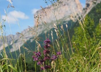 Whisking You Away: Decadent Chocolate Cake Recipes to Indulge In