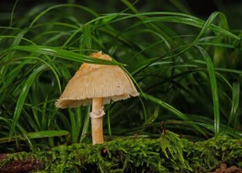 The Science of Cookies: Tips for Perfect Texture and Flavor