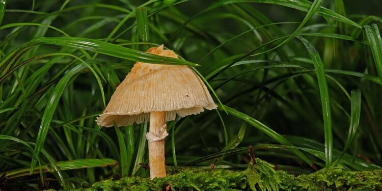 The Science of Cookies: Tips for Perfect Texture and Flavor