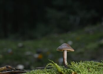 The Science Behind Green Smoothies: Nutrition Benefits You Can't Ignore