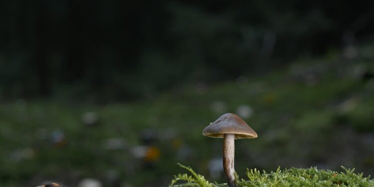 The Science Behind Green Smoothies: Nutrition Benefits You Can't Ignore