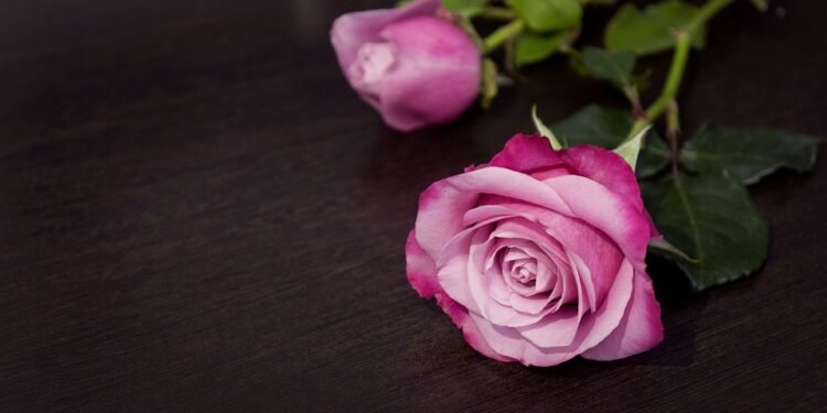 Feel free to mix and match elements or expand on these ideas!