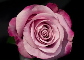 Feel free to mix and match ideas or use them as inspiration for your own articles!