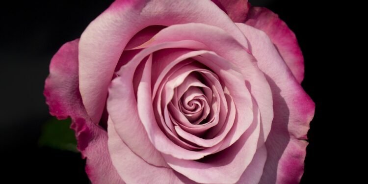 Feel free to mix and match ideas or use them as inspiration for your own articles!