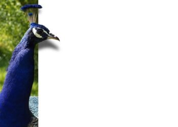 Unleash Your Inner Chef: Baking Perfect Chocolate Desserts Like a Pro