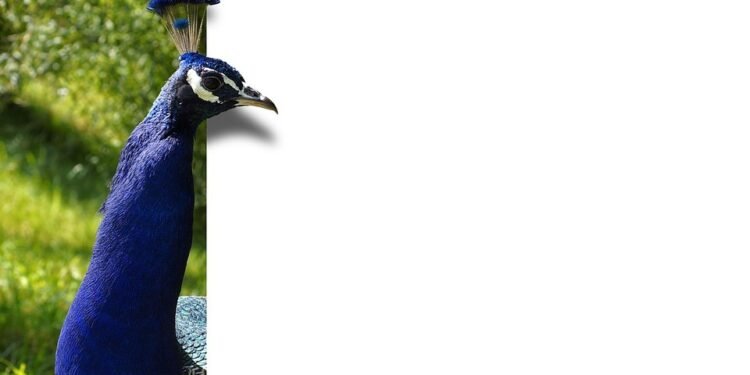 Unleash Your Inner Chef: Baking Perfect Chocolate Desserts Like a Pro