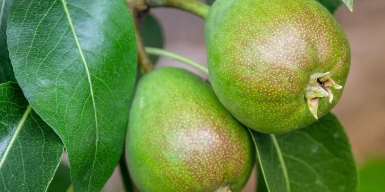 Fruits of Summer: Chilled Dessert Recipes for Those Hot Days