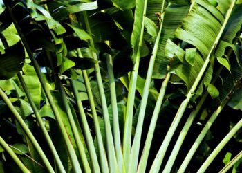 Tropical Vibes: Refreshing Fruit Smoothies for Summer Sippin’