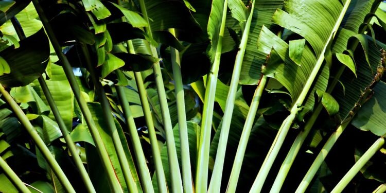 Tropical Vibes: Refreshing Fruit Smoothies for Summer Sippin’