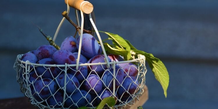 Tasty and Nutritious: Explore the World of Healthy Beverages