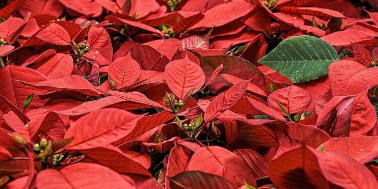 Seasonal Sensations: Fresh Tart Recipes for Every Occasion