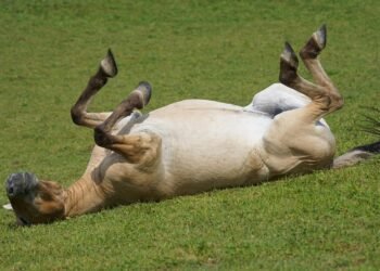 Feel free to mix and match or modify these to suit your needs!