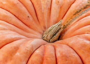 “Healthy Meets Delicious: Quick Recipes for Nutrient-Rich Eating”