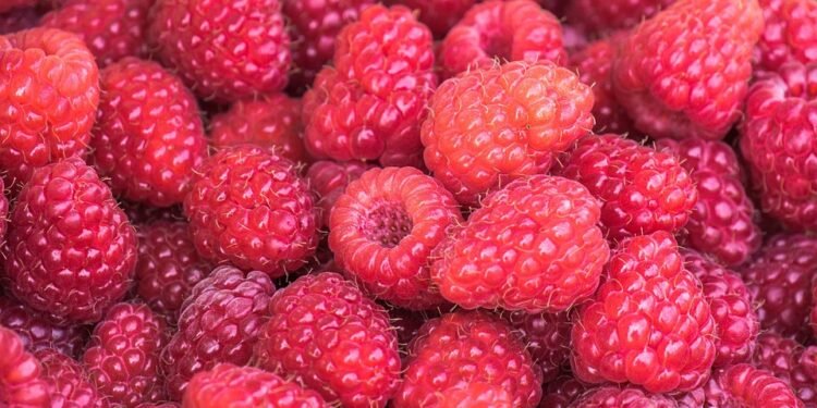 From Berry Bliss to Tropical Paradise: Vegan Smoothies to Satisfy Every Craving