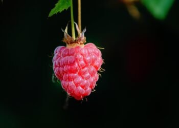 Healthy Eats Made Simple: 5 One-Pan Meals You Can Whip Up in No Time