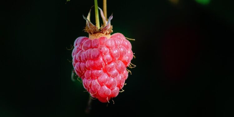 Healthy Eats Made Simple: 5 One-Pan Meals You Can Whip Up in No Time