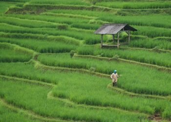 From Farm to Table: The Benefits of Eating Locally Sourced Foods