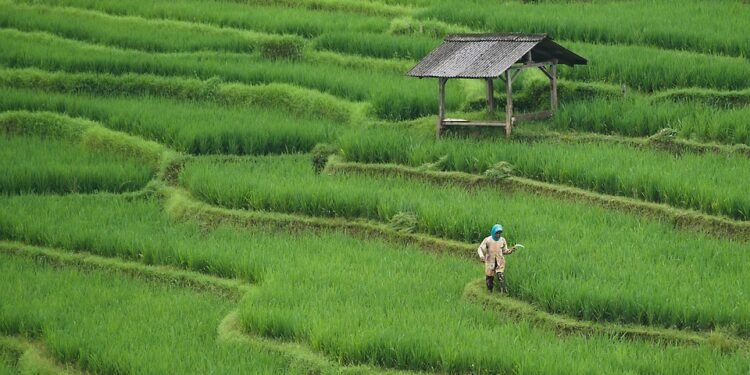 From Farm to Table: The Benefits of Eating Locally Sourced Foods