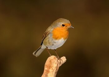 From Garden to Bowl: How to Create Vibrant Salads Packed with Nutrients